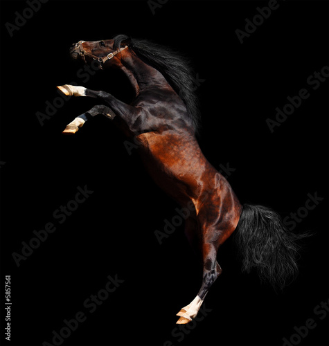 Fotoroleta zatoka koń zwierzę arabian