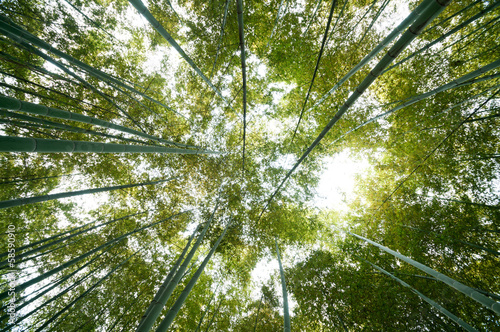 Fotoroleta tropikalny japoński park las bambus