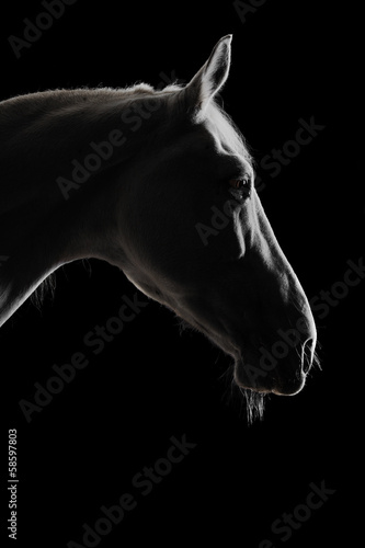 Fotoroleta koń ogier antyczny stadnina