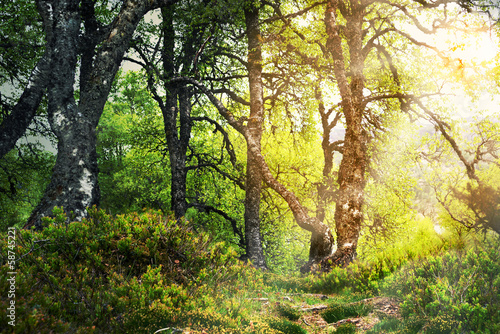 Naklejka roślina norwegia skandynawia słońce las