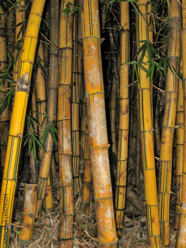 Fotoroleta roślinność drzewa natura bambus dżungla