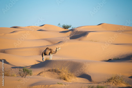 Obraz na płótnie krajobraz pustynia zwierzę