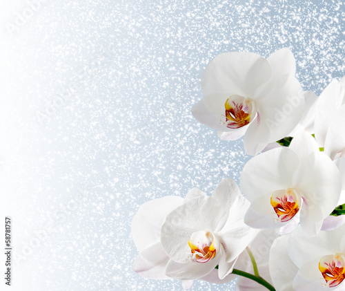 Fotoroleta śnieg roślina kwiat orhidea