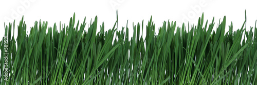 Obraz na płótnie natura trawa roślina