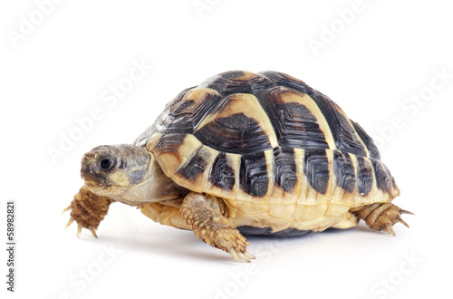 Fototapeta żółw natura gad