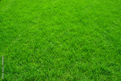 Obraz na płótnie Zielona trawa