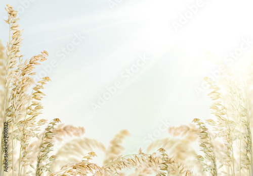 Plakat pszenica jedzenie roślina jęczmień owies