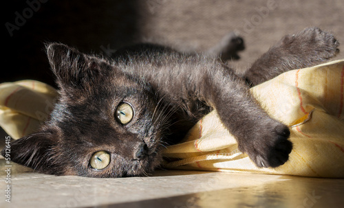 Fototapeta Czarny kociak na poduszce