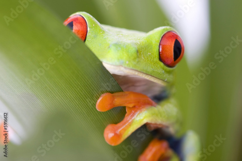 Fototapeta zwierzę żaba natura
