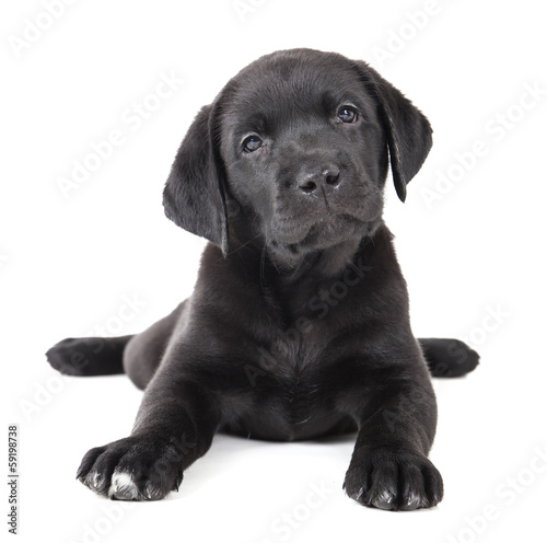 Fotoroleta piękny ładny portret pies