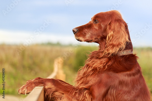 Obraz na płótnie natura lato pies trawa niebo