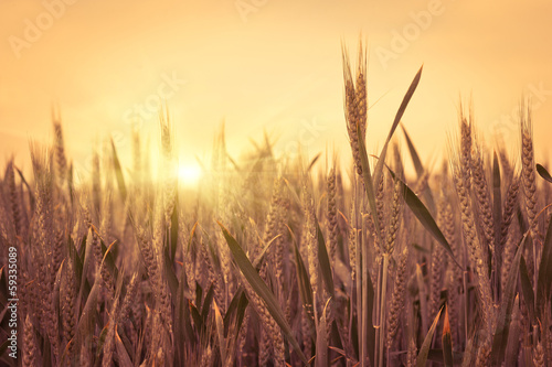 Plakat żniwa mąka ziarno wieś zdrowy