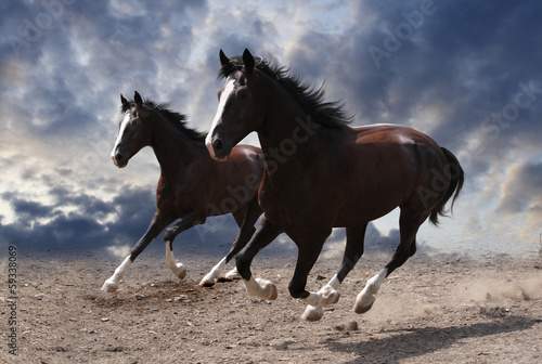 Fototapeta niebo dziki koń galopujący ruch