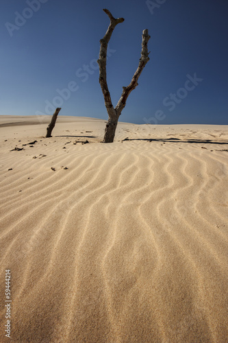 Fototapeta drzewa plaża pejzaż pustynia