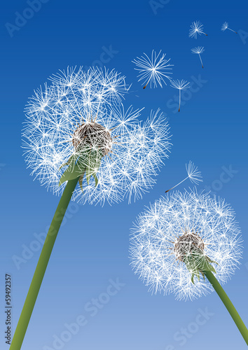 Plakat spokojny trawa lato niebo kwiat