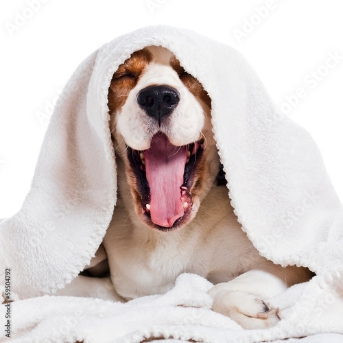 Plakat zwierzę usta ssak ładny pies