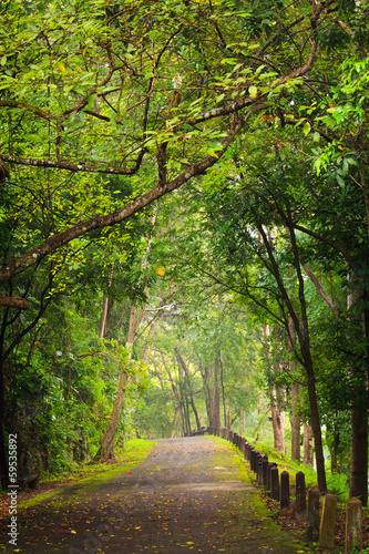 Plakat drzewa las aleja tajlandia wieś