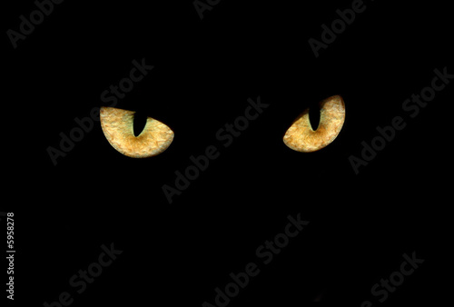 Fotoroleta lew pantera kot dziki zwierzę