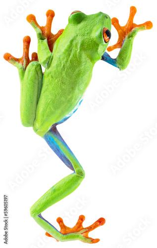 Plakat egzotyczny żaba zwierzę płaz zielony