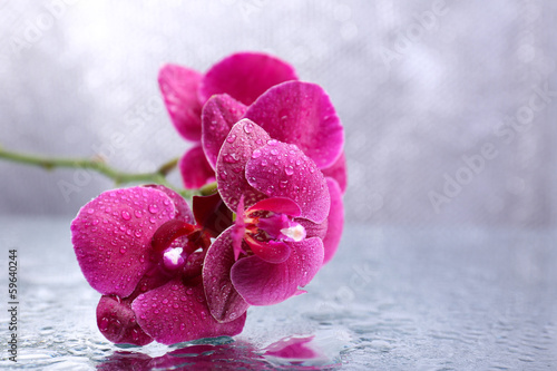 Fotoroleta piękny kwiat storczyk