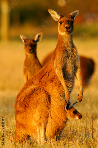 Fototapeta dziki australia fauna kangur