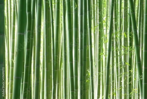 Fototapeta krajobraz japonia roślina bambus kioto