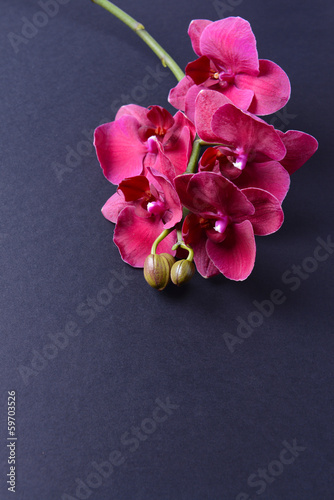 Obraz na płótnie kwitnący sztuka roślina storczyk