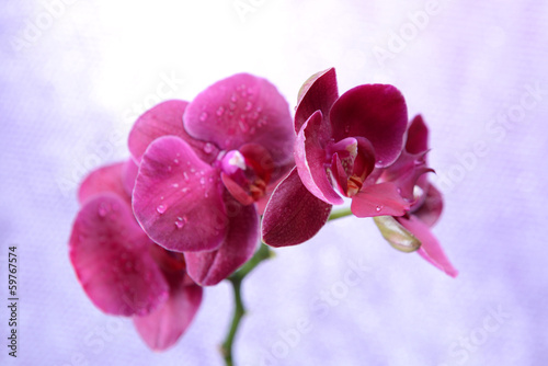 Obraz na płótnie roślina piękny miłość kwiat