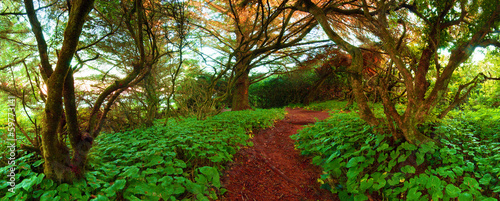 Fotoroleta panorama drzewa pejzaż bezdroża