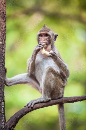 Fototapeta drzewa małpa trawa jedzenie