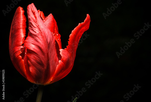 Fotoroleta tulipan roślina natura