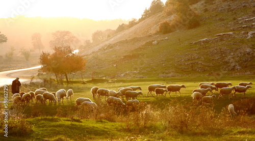 Naklejka wieś owca bydło stado