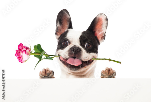 Fotoroleta Bulldog z różą w pysku