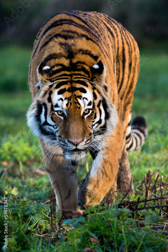 Fotoroleta ssak kot zwierzę dziki tygrys
