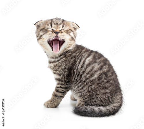 Fotoroleta kociak zwierzę ładny kot brytyjski
