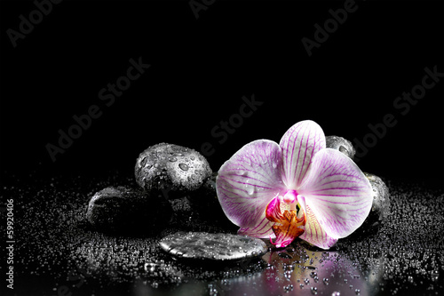 Obraz na płótnie storczyk rosa kwiat