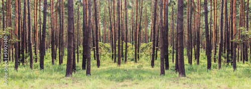 Obraz na płótnie las drzewa natura