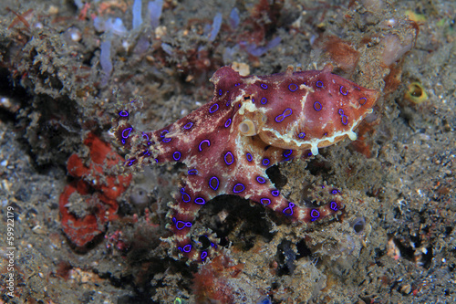 Fotoroleta zwierzę natura podwodne
