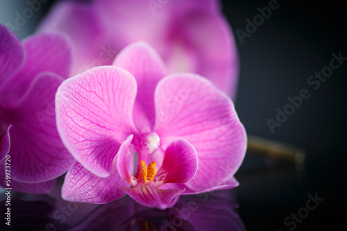 Fototapeta miłość bukiet kwitnący storczyk tropikalny