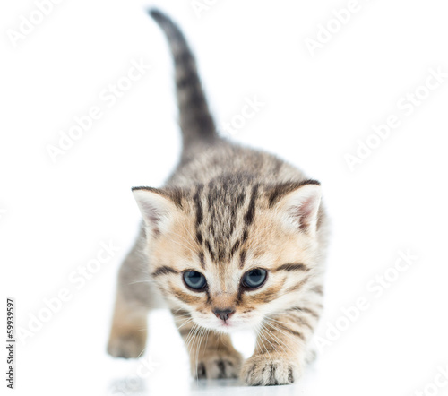 Plakat zwierzę kot ładny kociak zdrowy
