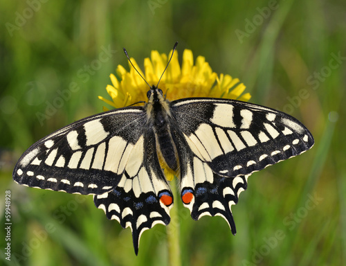 Fotoroleta piękny kwiat zwierzę motyl natura