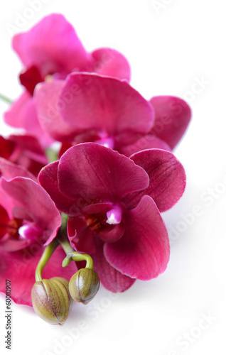 Fotoroleta storczyk kwiat piękny roślina