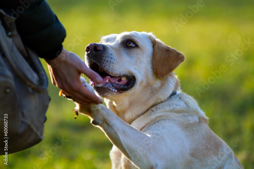 Plakat miłość pies zwierzę przyjaźń trust
