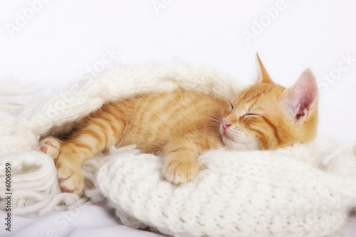 Fototapeta zwierzę kot przytulanki sen