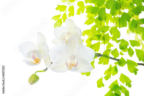 Fotoroleta Białe orchidee