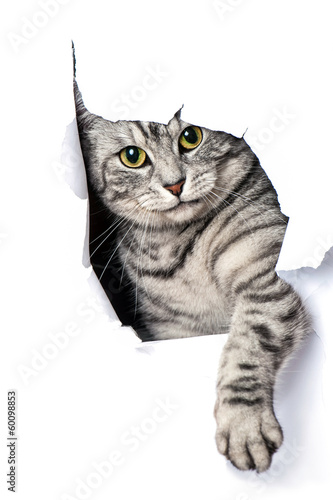 Naklejka zwierzę ładny kot transparent