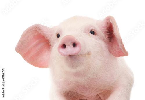Plakat świnia obraz zwierzę