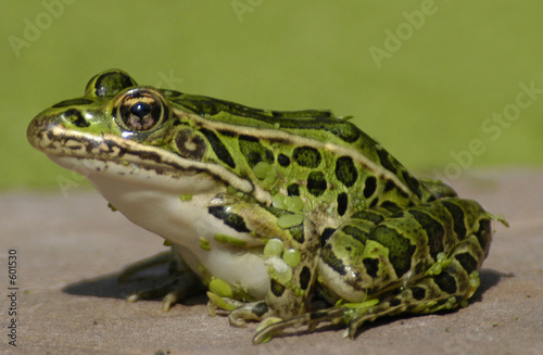 Obraz na płótnie natura żaba zwierzę