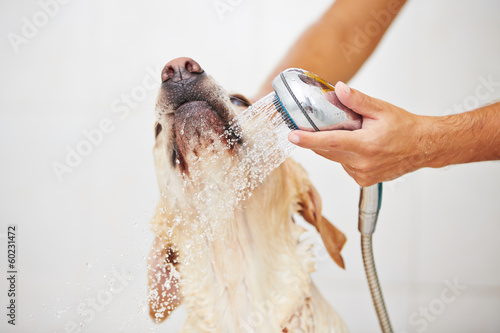 Naklejka Pies w kąpieli