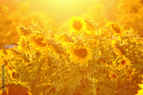 Fotoroleta słonecznik łąka pole niebo lato